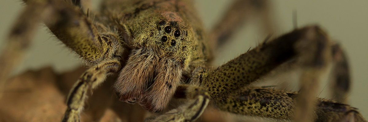 Spinnetjes`com banner