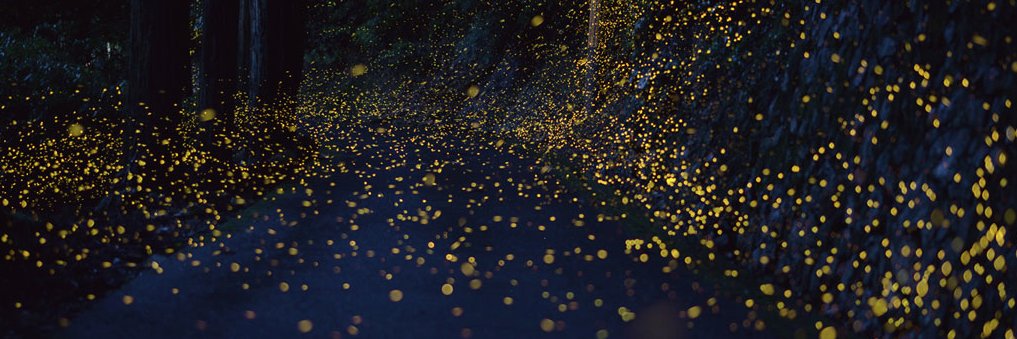 ninaofthereeds's profile banner image