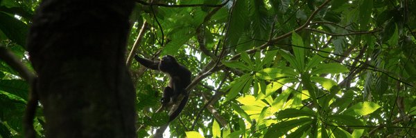 Tom_Lovejoy Profile Banner