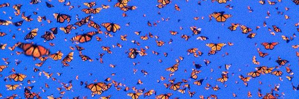 ginabuttrfly Profile Banner