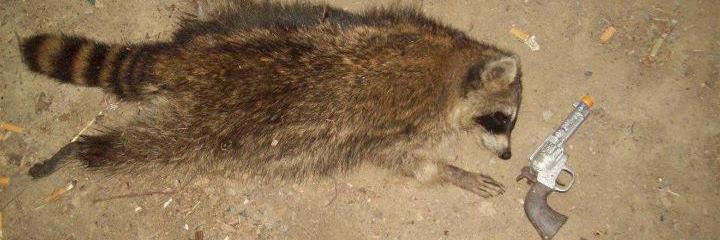 Evil and Roll🏴‍☠️🎲🐜 banner