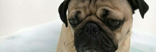 grnt_an's profile banner image