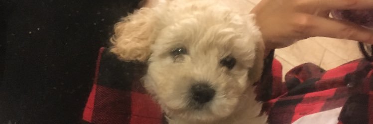 sleepysofii's profile banner image