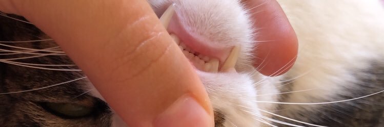 ponalu_'s profile banner image