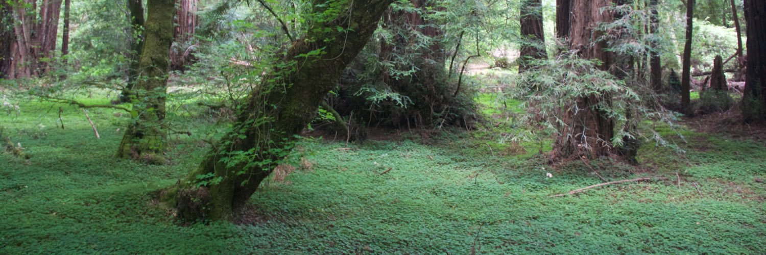 RachelEttlinger's profile banner image