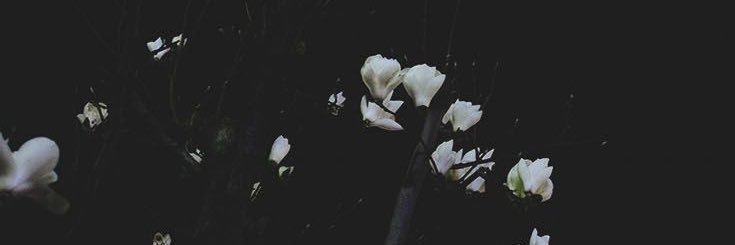 Caro0613's profile banner image