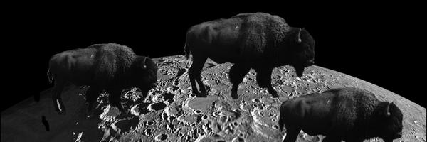 smallwigs Profile Banner