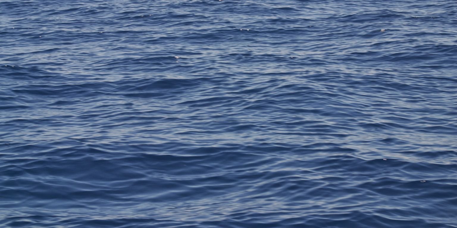 Sandro Cacciamani banner