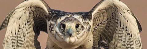 a11233a1's profile banner image