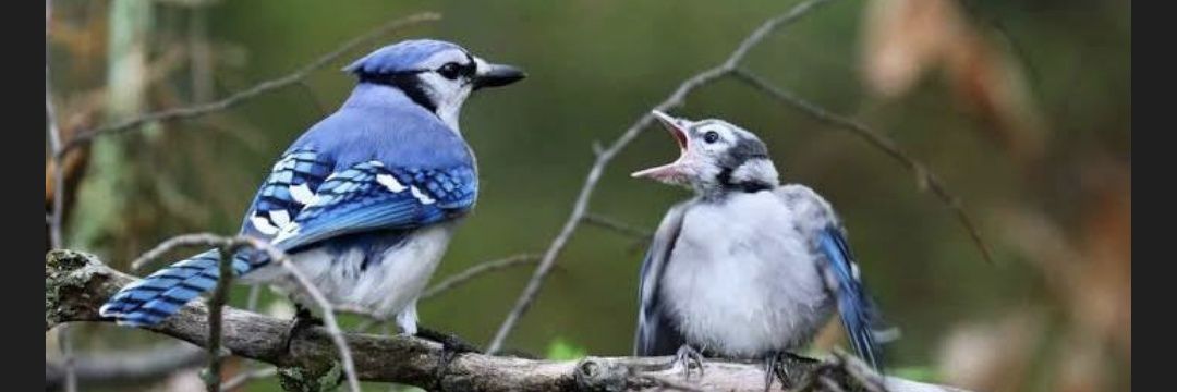 Hey Philomena 🐦 banner