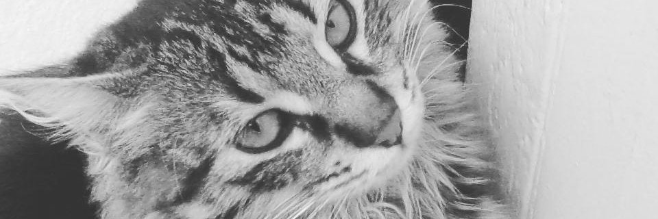 korvikorven's profile banner image