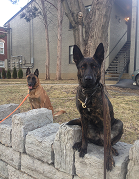 doublehcanine's profile banner image