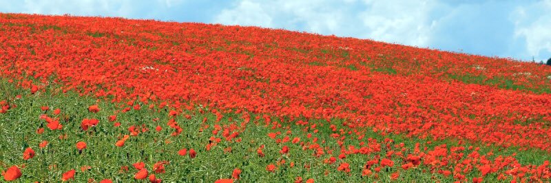 Tony Owen 🦖 banner