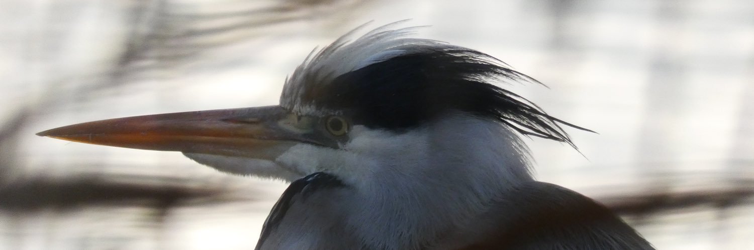 Micheál - Rust Never Sleeps #3942 banner