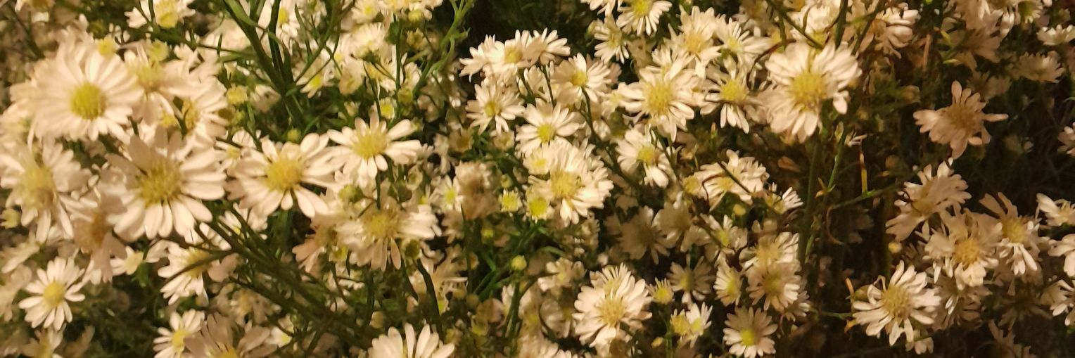 nhmdl28's profile banner image