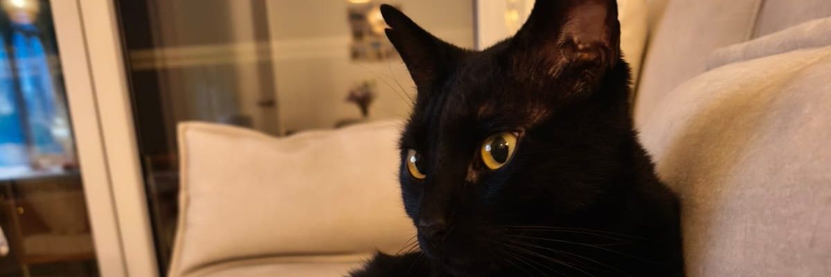 Fragatte27's profile banner image