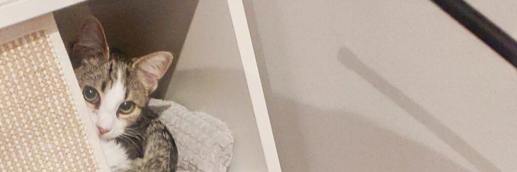 Luuchichuli's profile banner image