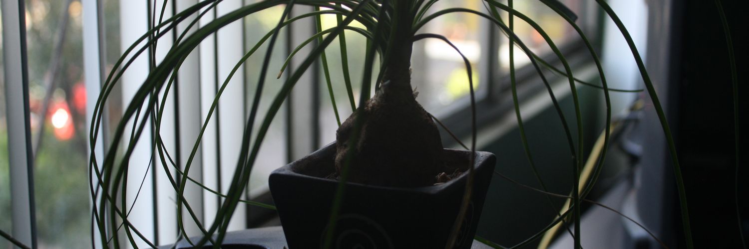 LalitoBryan's profile banner image