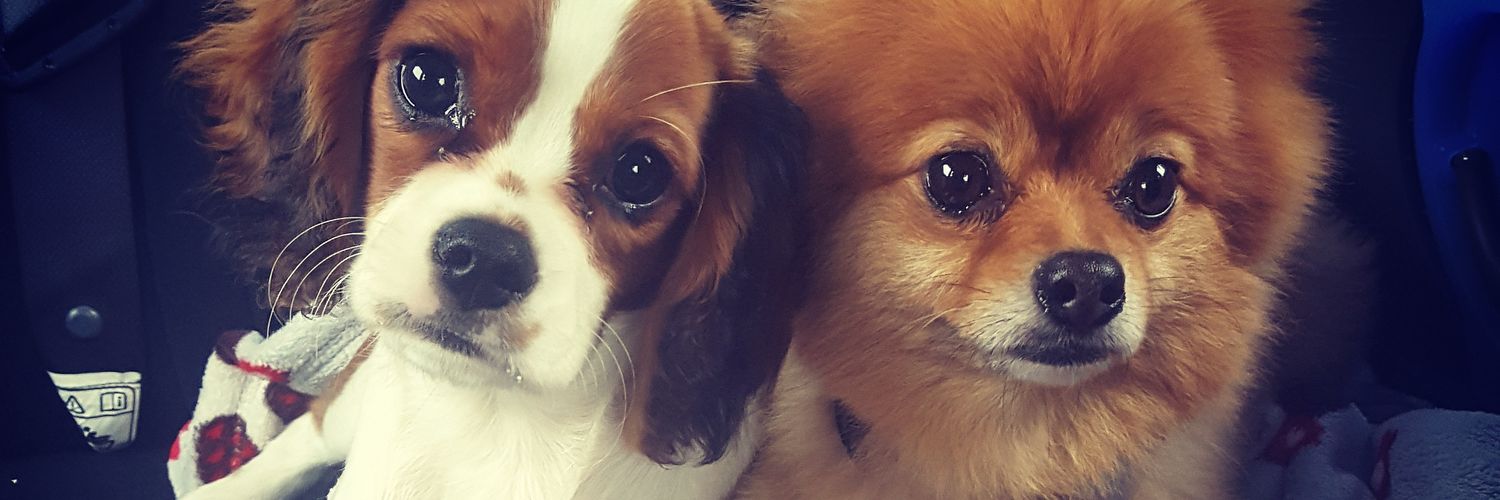 BethanyUphill's profile banner image