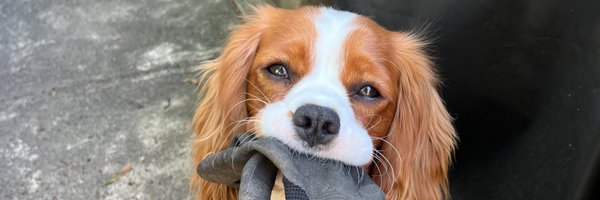 meadea Profile Banner