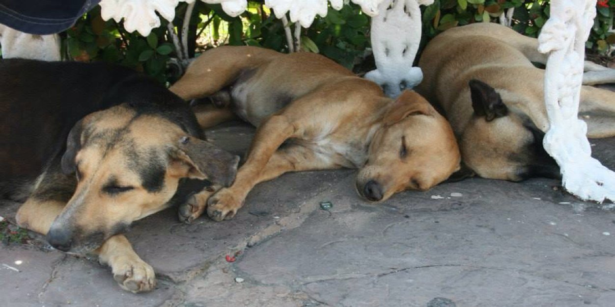 Cubastraydogs's profile banner image