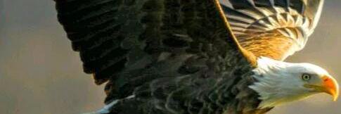 cesarnribeiro's profile banner image
