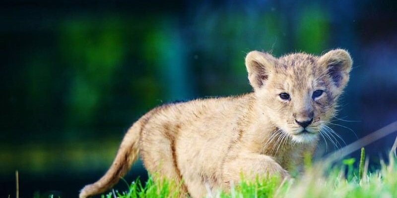 AnimalGifs_'s profile banner image
