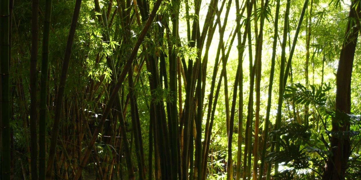 MMarkiki's profile banner image