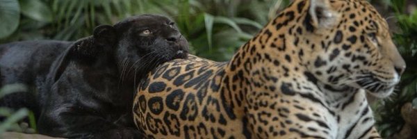 cytherealeo Profile Banner