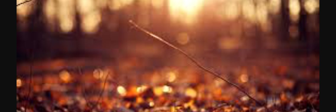 mrs_royle1's profile banner image