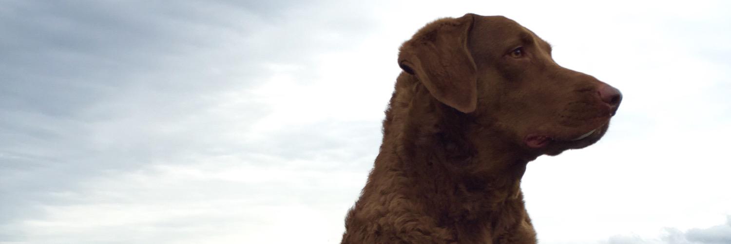 larpainter's profile banner image