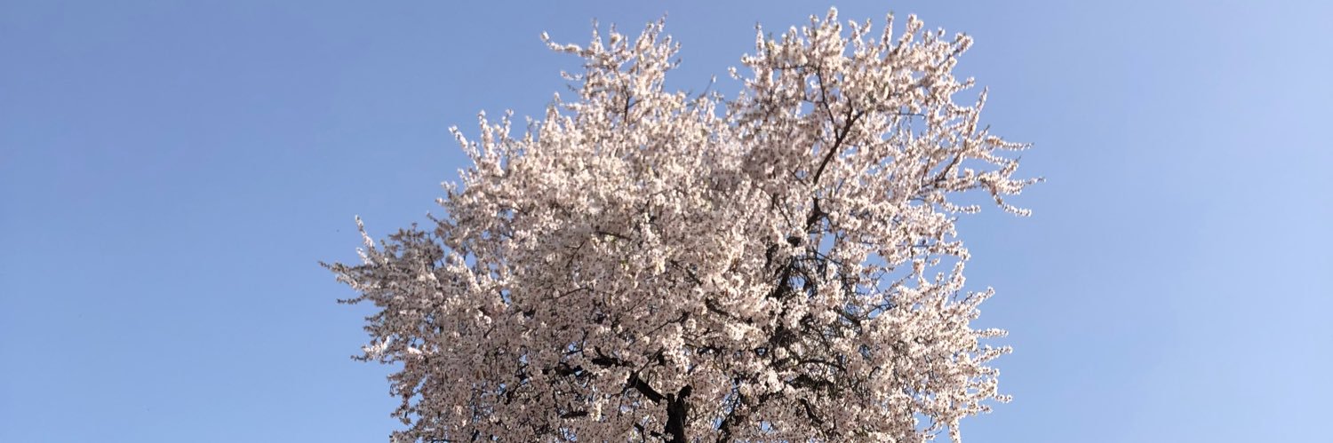 Holi_Besis's profile banner image
