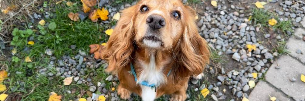 melanie stirling banner