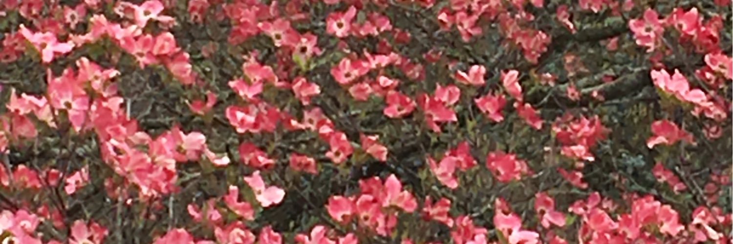 shade631's profile banner image