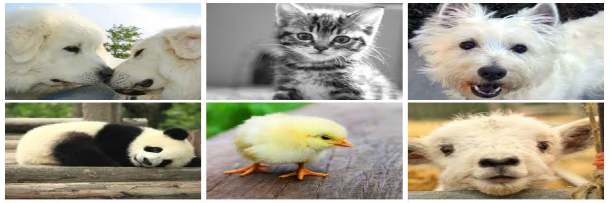 CuteTubeVideos banner