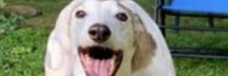 neshis's profile banner image