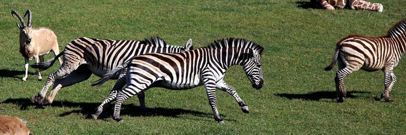 FrankBuckZoo's profile banner image