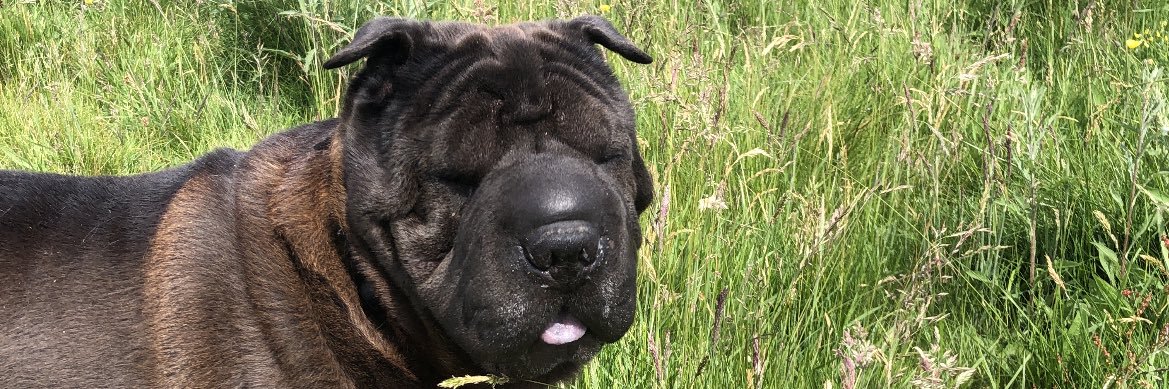 Declan Downes banner