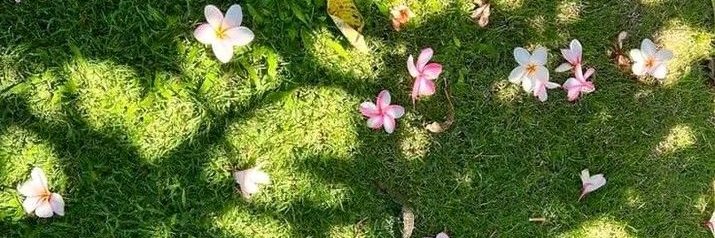 🌱☀🌼🌿 banner
