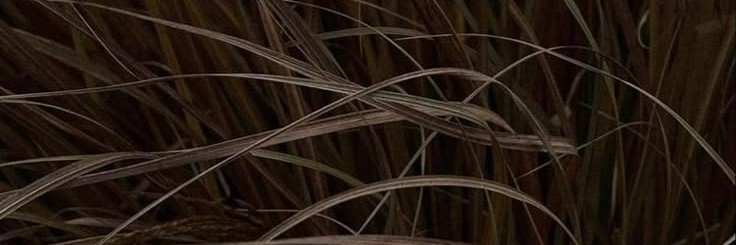 wowyiee's profile banner image