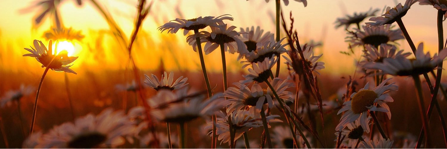 JacobsDaphne's profile banner image