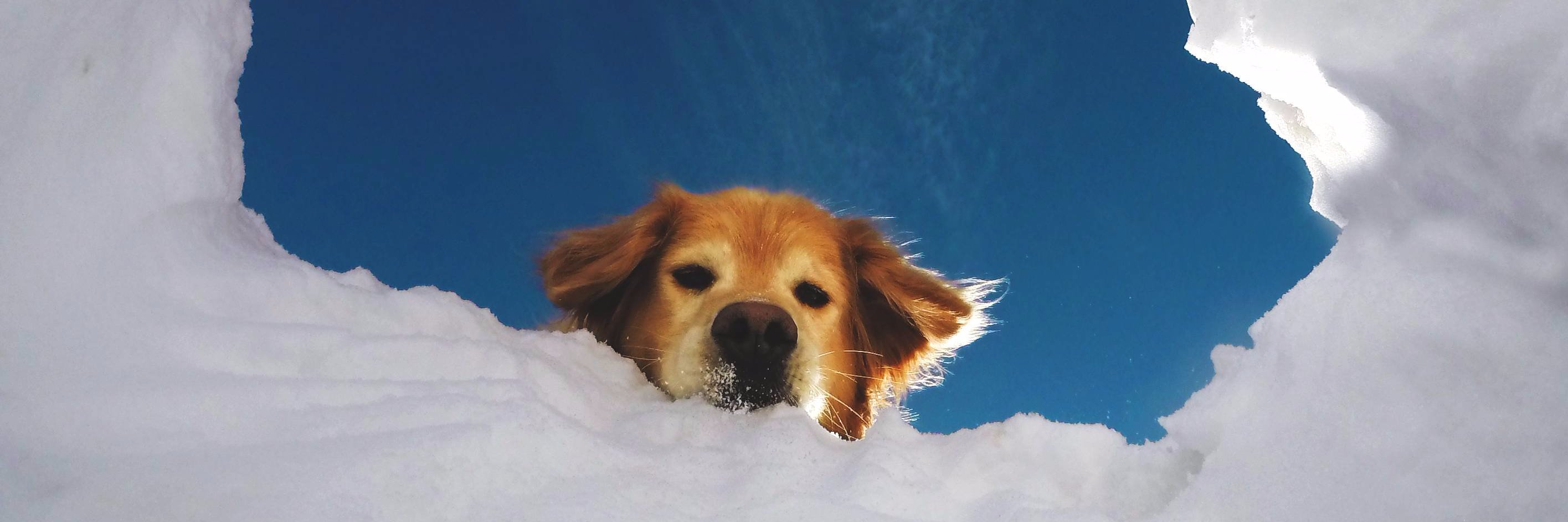 carcilla's profile banner image