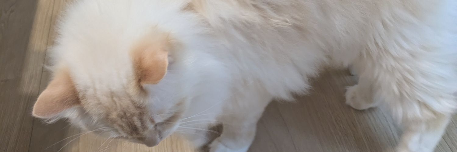 SHALLEN_'s profile banner image
