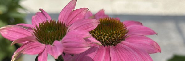 Wind_Catcher_ Profile Banner