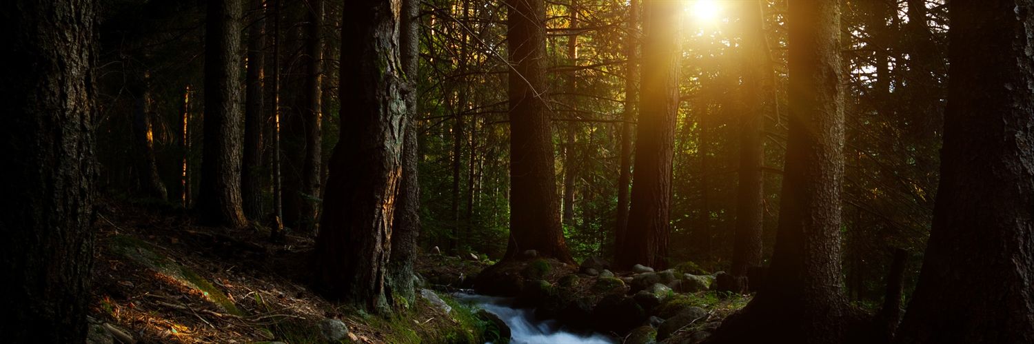 colleen elisabeth banner