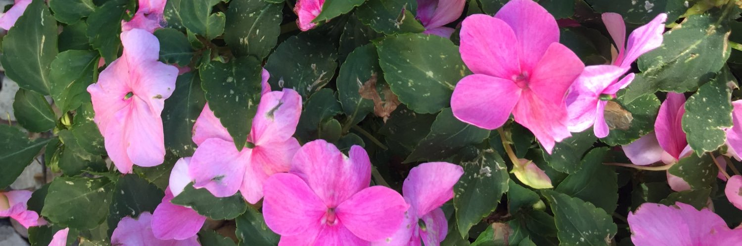 ECityHuman 😷🚲🏳️‍🌈 banner