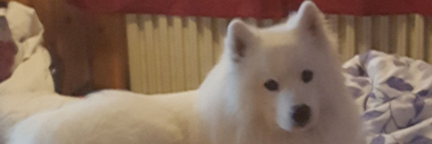 HiboHat's profile banner image