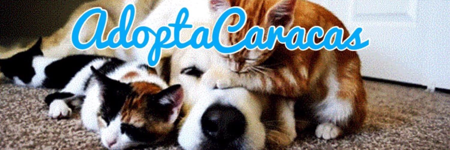 Adopta Caracas banner