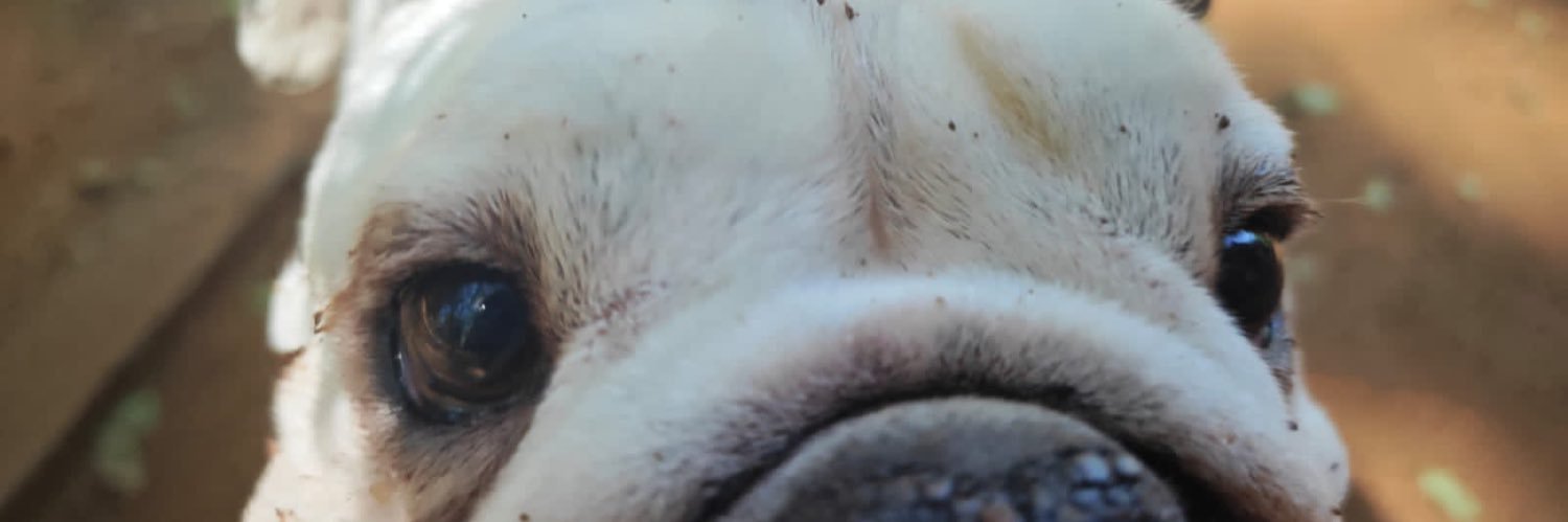 gomesemile's profile banner image
