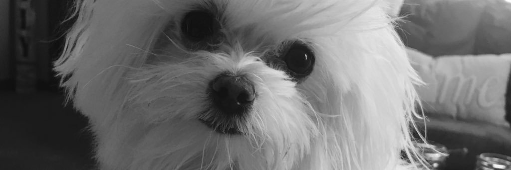 alexandreawhite's profile banner image